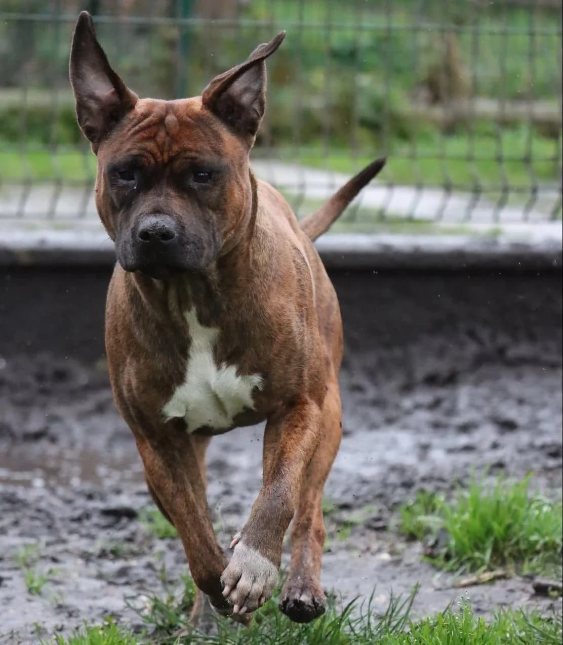 Tika, female 3yo Mixed Breed for adoption at SPA de Bordeaux et du Sud-Ouest, Bordeaux