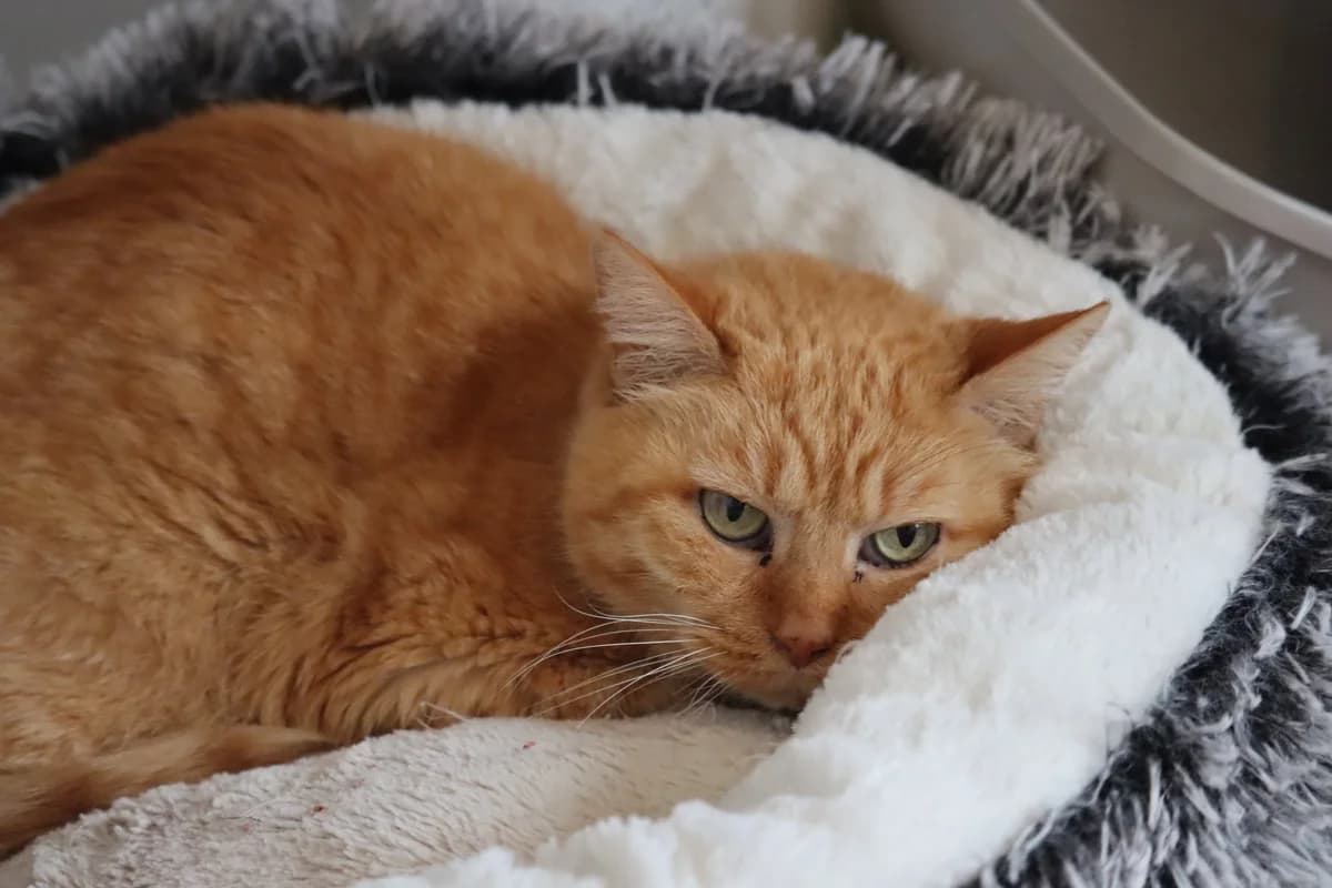 Mimine, female senior Mixed Breed for adoption at SPA de Bordeaux et du Sud-Ouest, Bordeaux