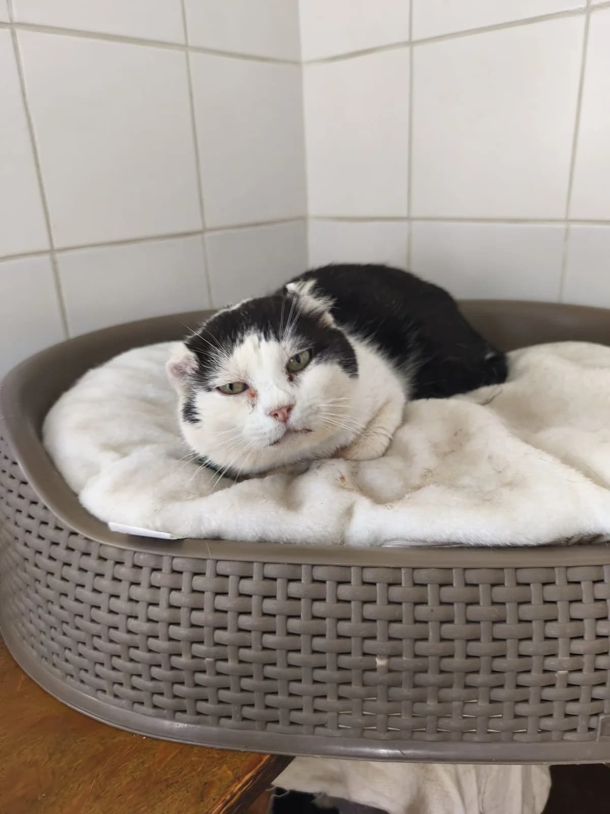 Black, male 6yo Mixed Breed for adoption at SPA de Bordeaux et du Sud-Ouest, Bordeaux