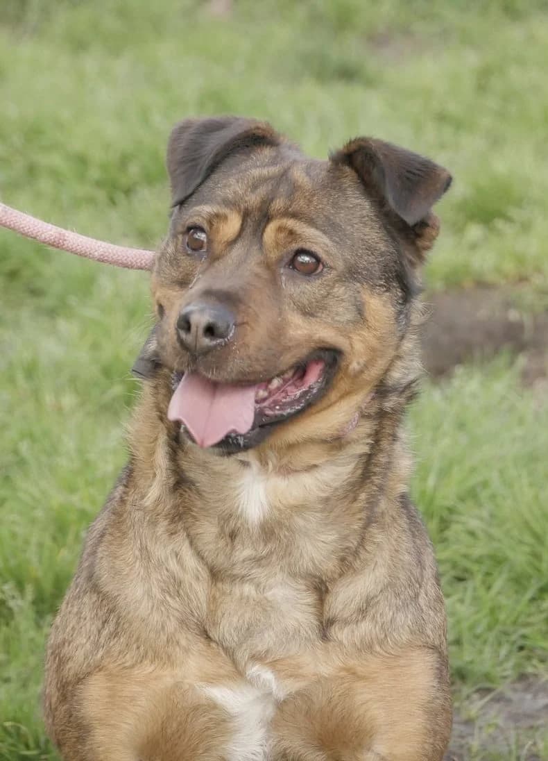 Athéna,  Mixed Breed for adoption at SPA de Bordeaux et du Sud-Ouest (SPA 33)