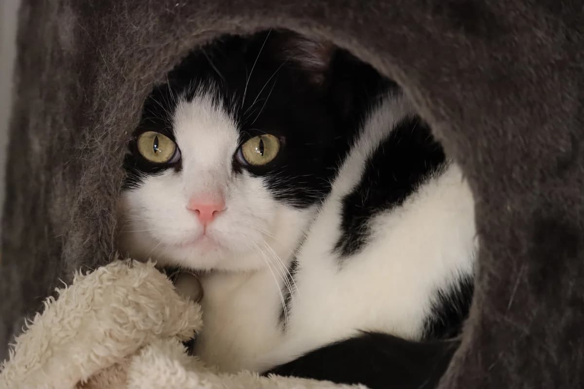 Titi, male senior Mixed Breed for adoption at SPA de Bordeaux et du Sud-Ouest, Bordeaux