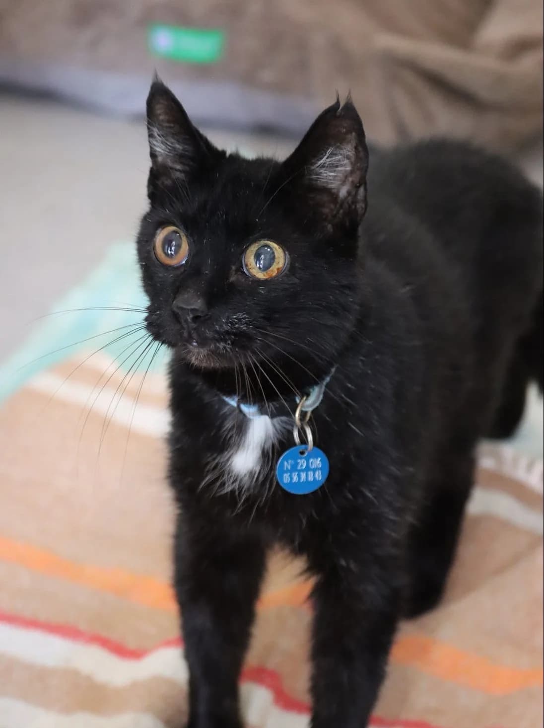 Barnabé, male senior Mixed Breed for adoption at SPA de Bordeaux et du Sud-Ouest, Bordeaux
