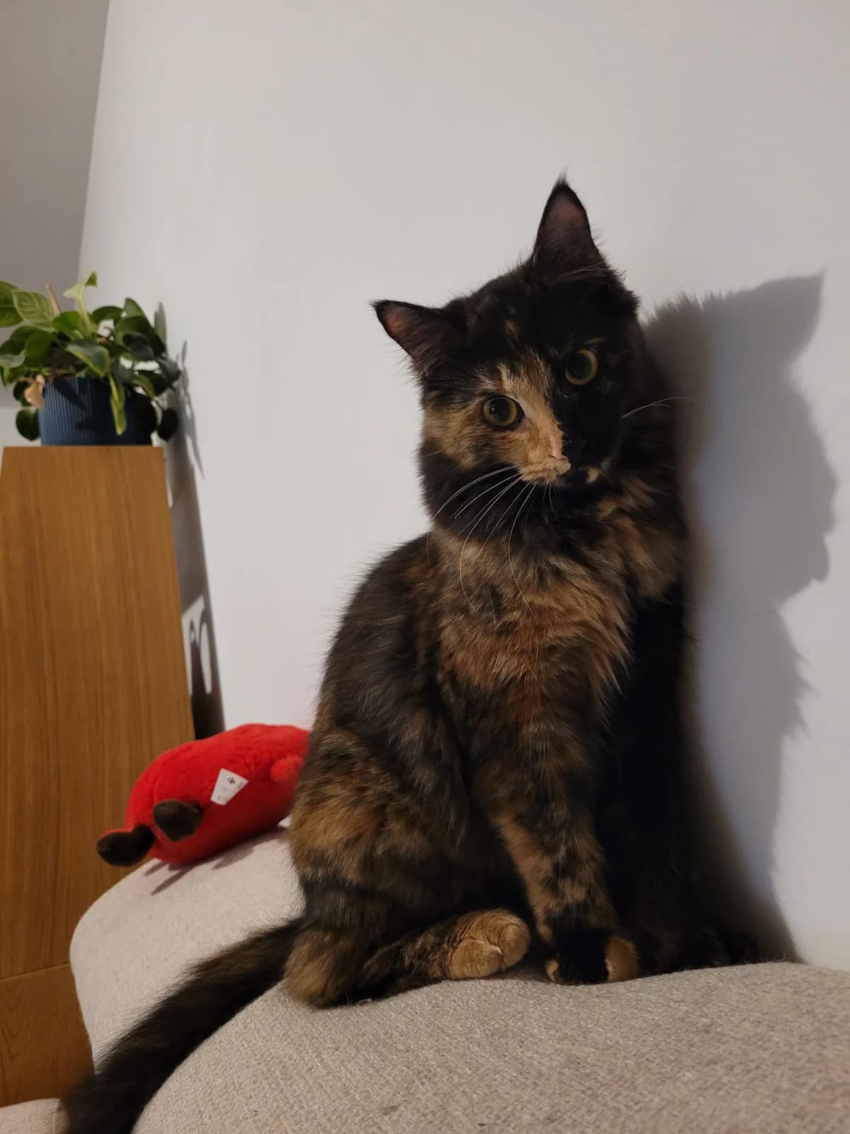 Calci, female young Mixed Breed for adoption at SPA de Bordeaux et du Sud-Ouest, Bordeaux