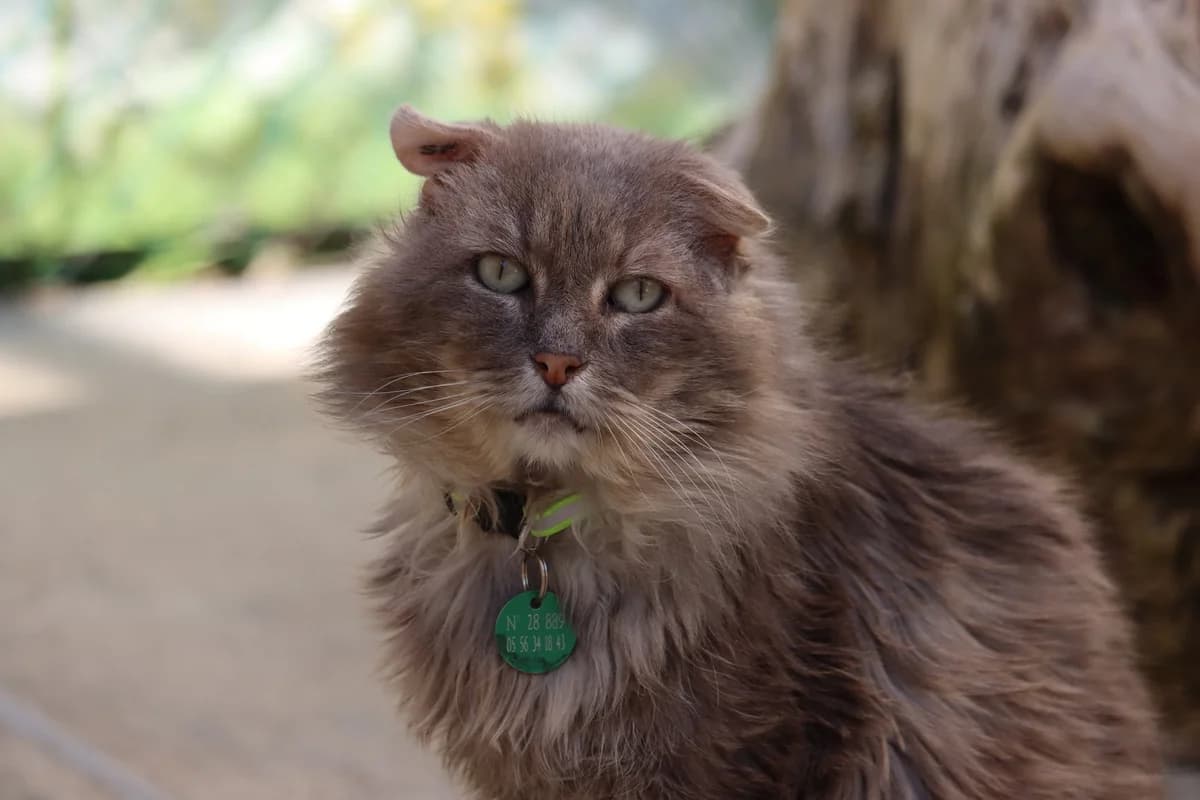 Mojo, male senior Mixed Breed for adoption at SPA de Bordeaux et du Sud-Ouest, Bordeaux