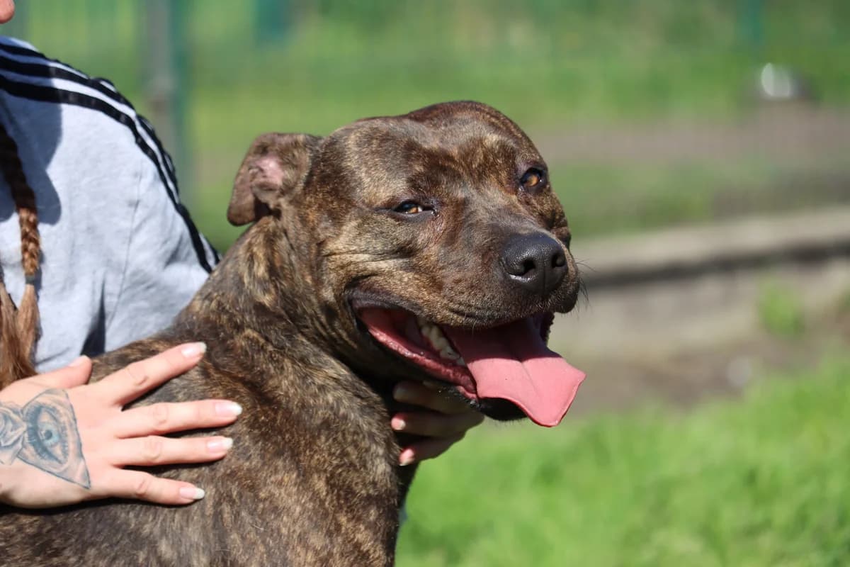 Léo, Mixed Breed (SPA de Bordeaux et du Sud-Ouest)