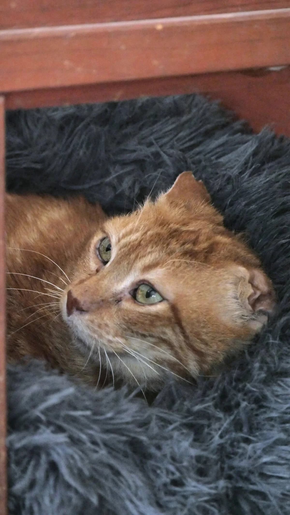 Iselin, male senior Mixed Breed for adoption at SPA de Bordeaux et du Sud-Ouest, Bordeaux