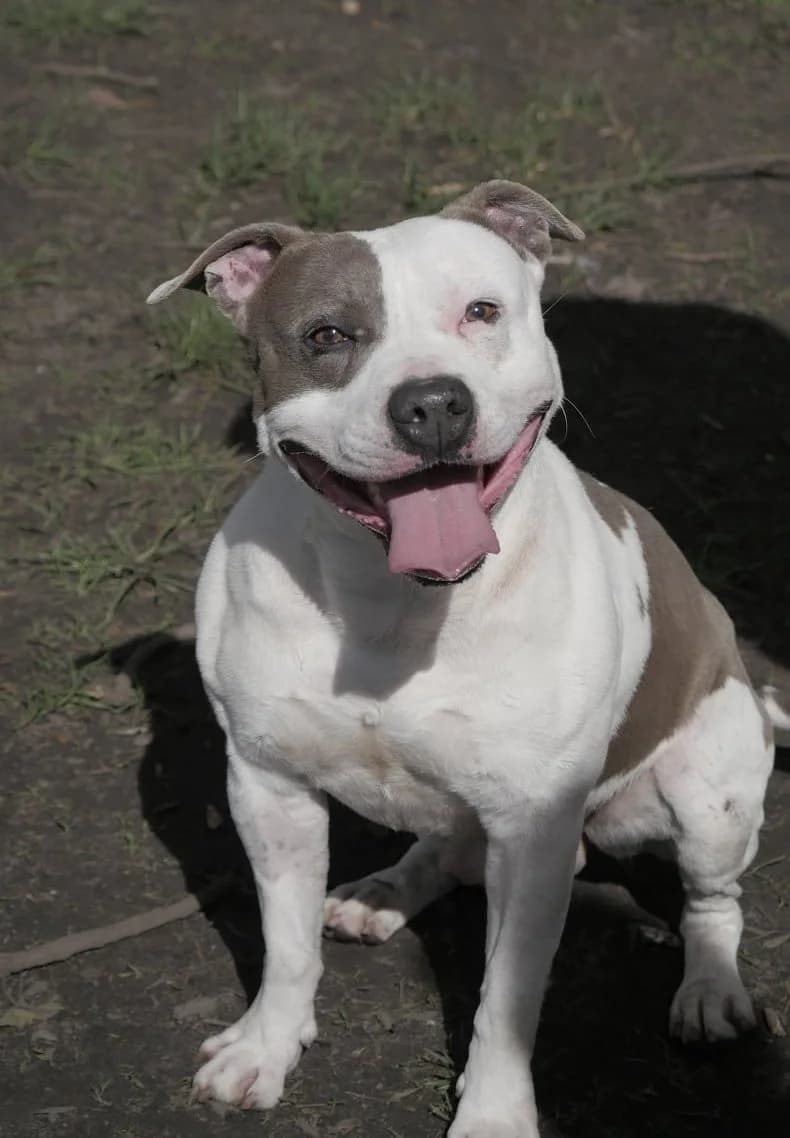 Stello,  Mixed Breed for adoption at SPA de Bordeaux et du Sud-Ouest (SPA 33)
