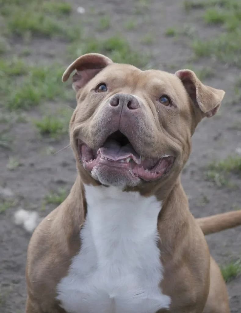 Youki, male 6yo Mixed Breed for adoption at SPA de Bordeaux et du Sud-Ouest, Bordeaux