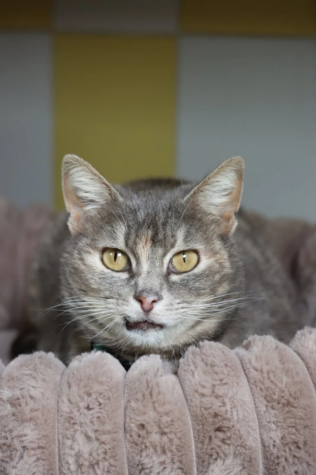 Bouboule, Mixed Breed (SPA de Bordeaux et du Sud-Ouest)