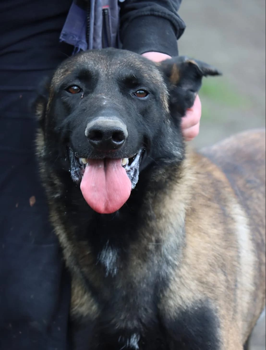S’Indy, male 5yo Mixed Breed for adoption at SPA de Bordeaux et du Sud-Ouest, Bordeaux