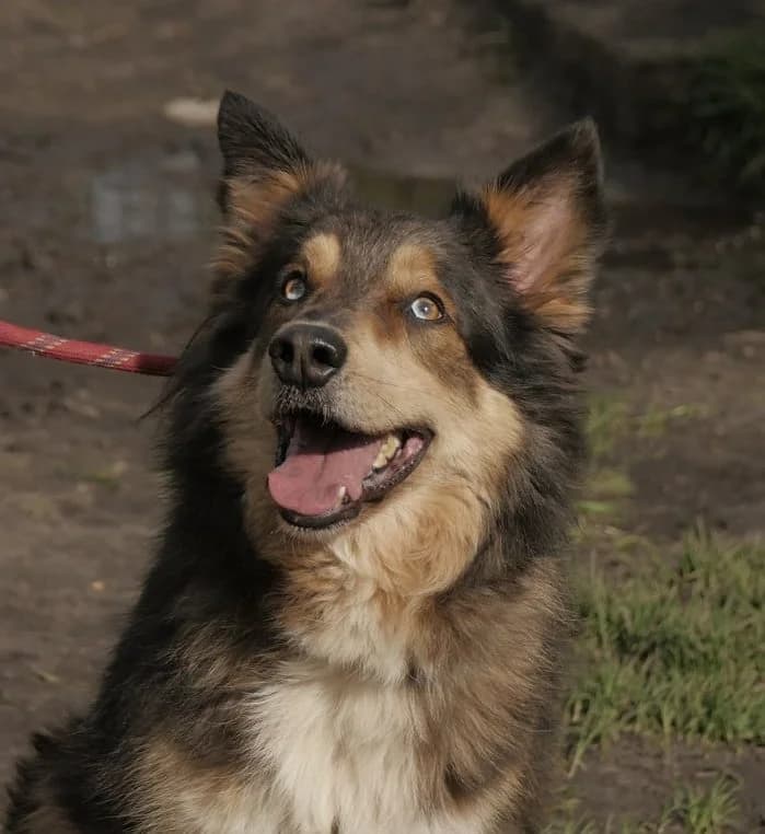Rex, female Mixed Breed for adoption at SPA de Bordeaux et du Sud-Ouest (SPA 33)