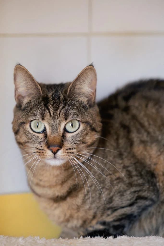 Pitchoune, female 3yo Mixed Breed for adoption at SPA de Bordeaux et du Sud-Ouest, Bordeaux