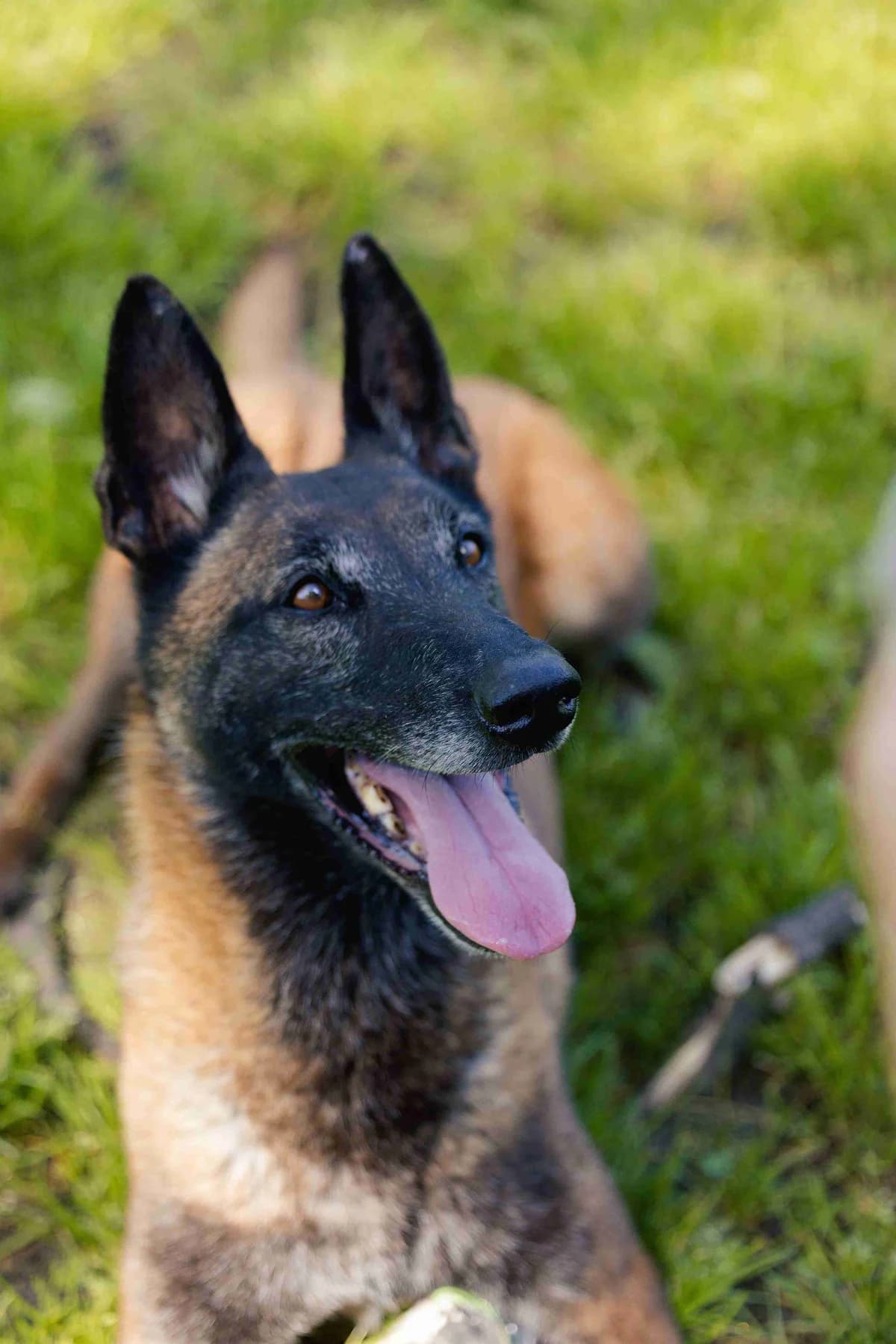 Nell, female senior Belgian Malinois for adoption at SPA de Bordeaux et du Sud-Ouest, Bordeaux