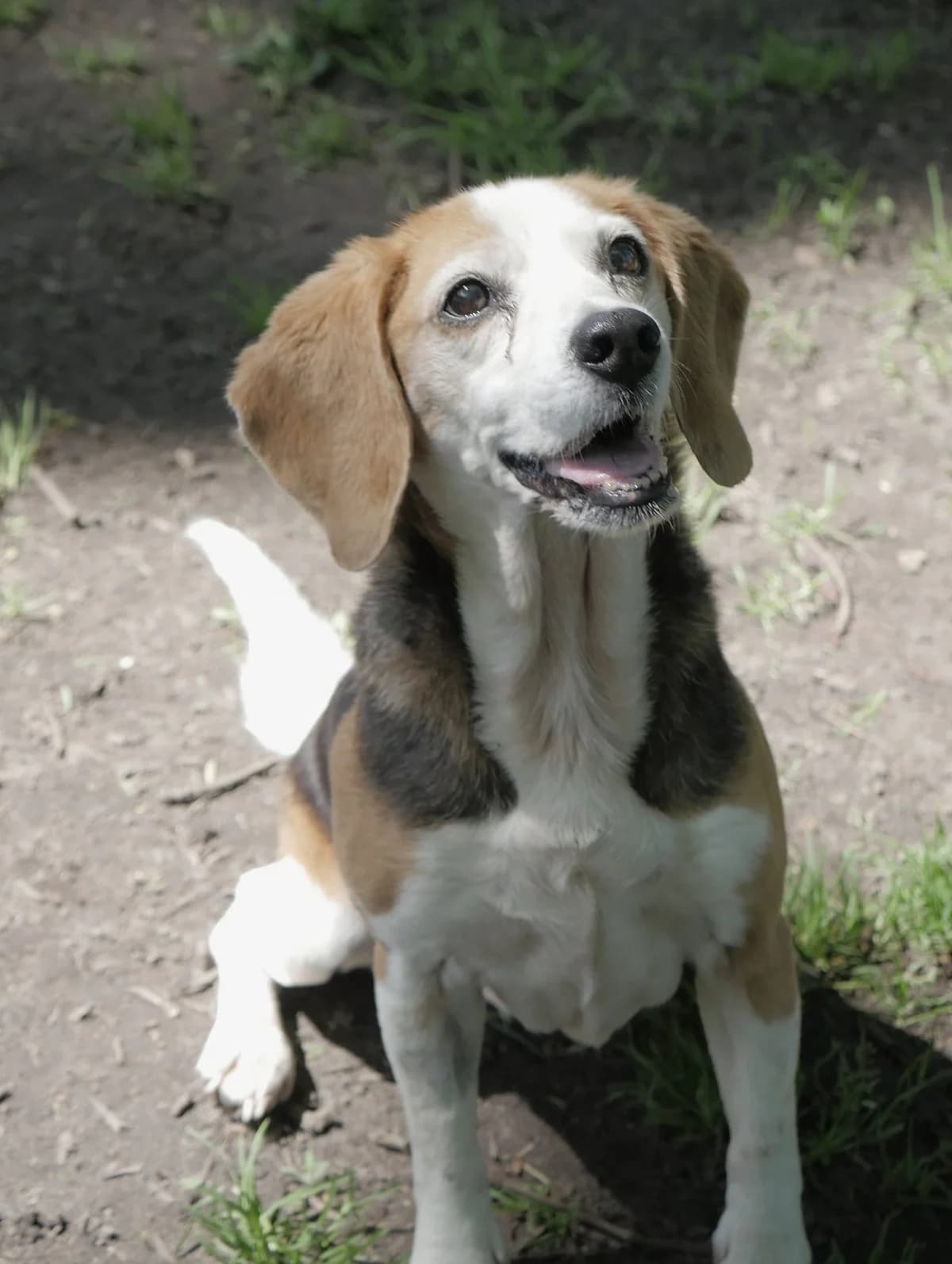 Isis, female senior Mixed Breed for adoption at SPA de Bordeaux et du Sud-Ouest, Bordeaux