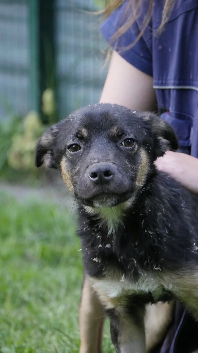 Bambi, male 5yo Mixed Breed for adoption at SPA de Bordeaux et du Sud-Ouest, Bordeaux