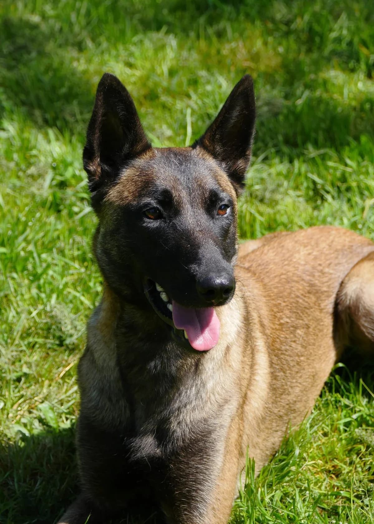 Lara, female 3yo Mixed Breed for adoption at SPA de Bordeaux et du Sud-Ouest, Bordeaux