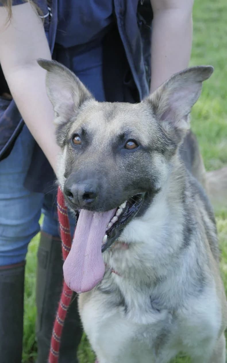 Junior, male 4yo Mixed Breed for adoption at SPA de Bordeaux et du Sud-Ouest, Bordeaux