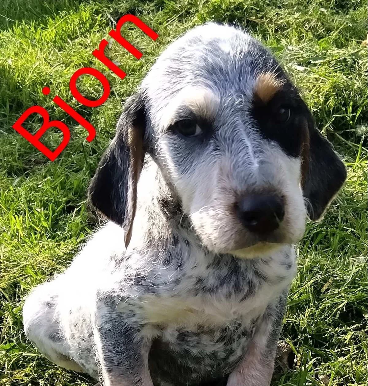 Chiots, male puppy Mixed Breed for adoption at SPA de Bordeaux et du Sud-Ouest, Bordeaux