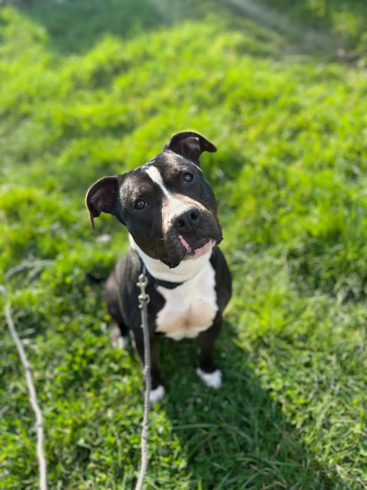 Baya, female mixed breed for adoption at SPA Saint-Étienne Loire, Saint-Étienne