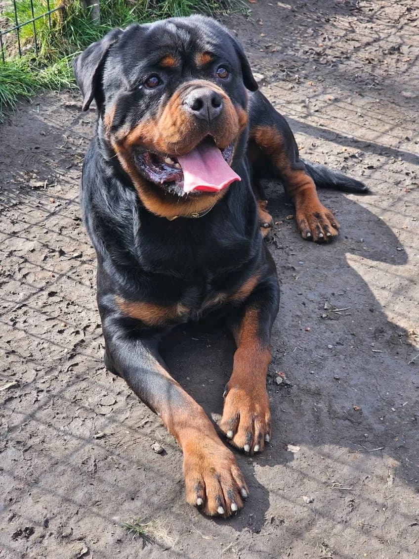 Royce, male Rottweiler for adoption at SPA Saint-Étienne Loire, Saint-Étienne