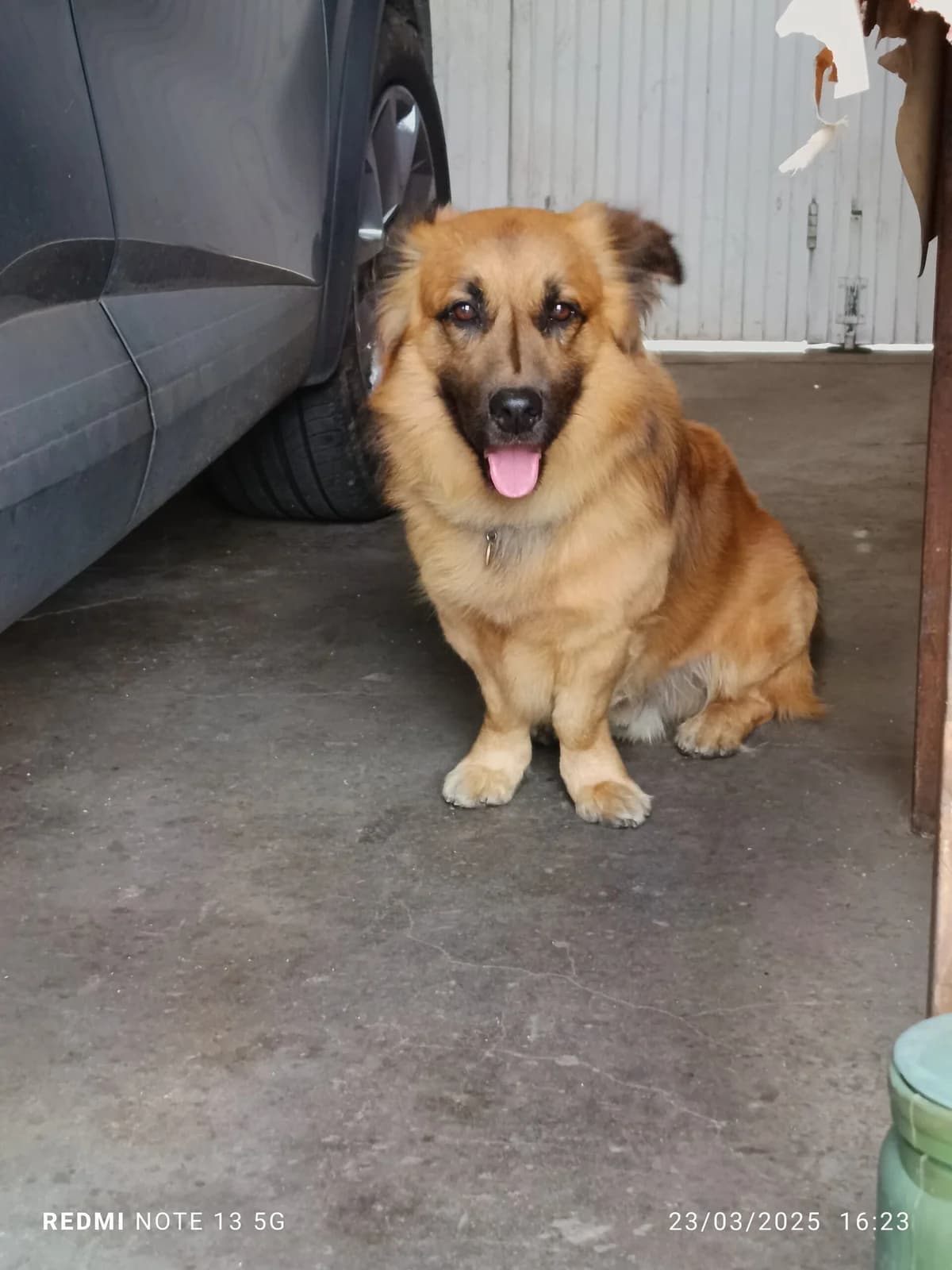 Zorg, male mixed breed for adoption at SPA Saint-Étienne Loire, Saint-Étienne