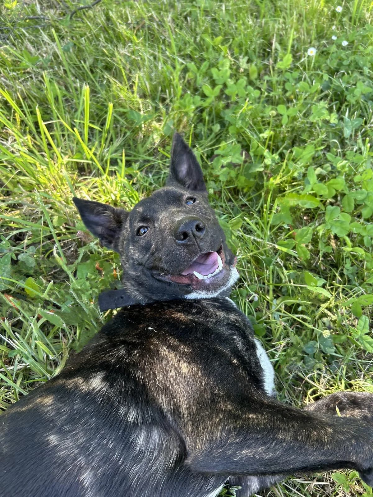 Velour, female mixed breed for adoption at SPA Saint-Étienne Loire, Saint-Étienne