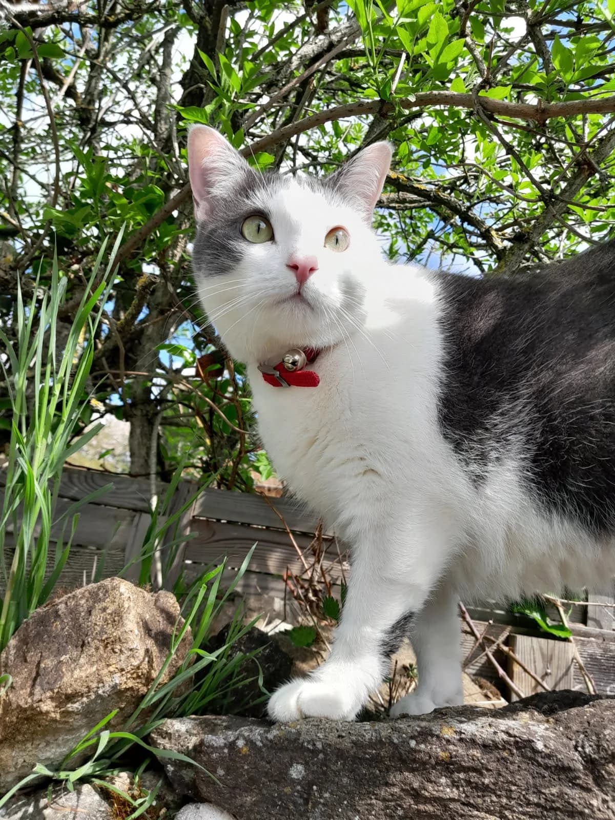 Micha, female mixed breed for adoption at SPA Saint-Étienne Loire, Saint-Étienne