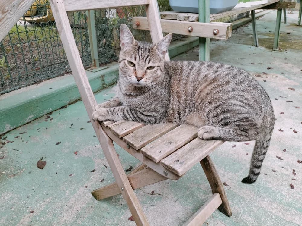 Donuts, male mixed breed for adoption at SPA Saint-Étienne Loire, Saint-Étienne