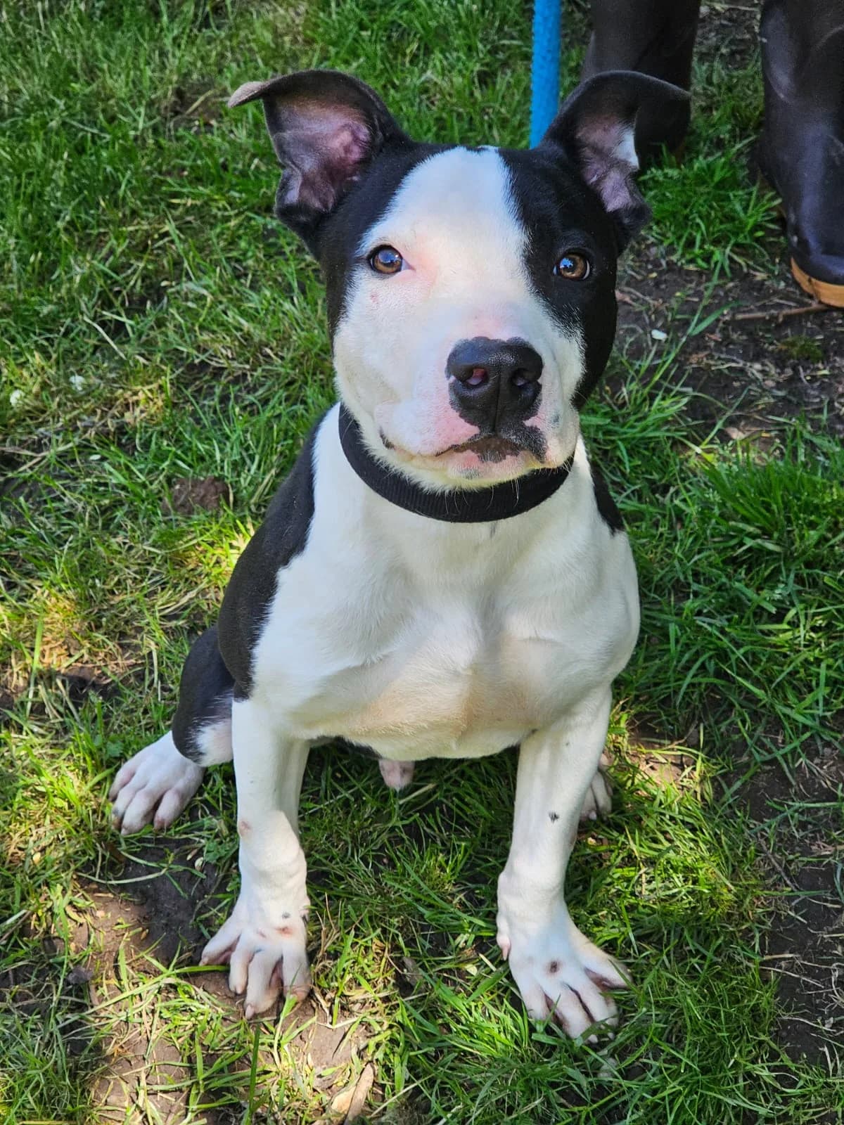 Milo, male young mixed breed for adoption at SPA Saint-Étienne Loire, Saint-Étienne