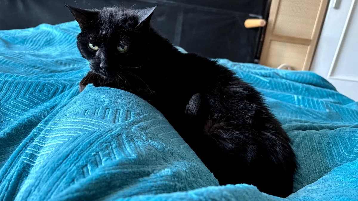 Azelle, female mixed breed for adoption at SPA Saint-Étienne Loire, Saint-Étienne