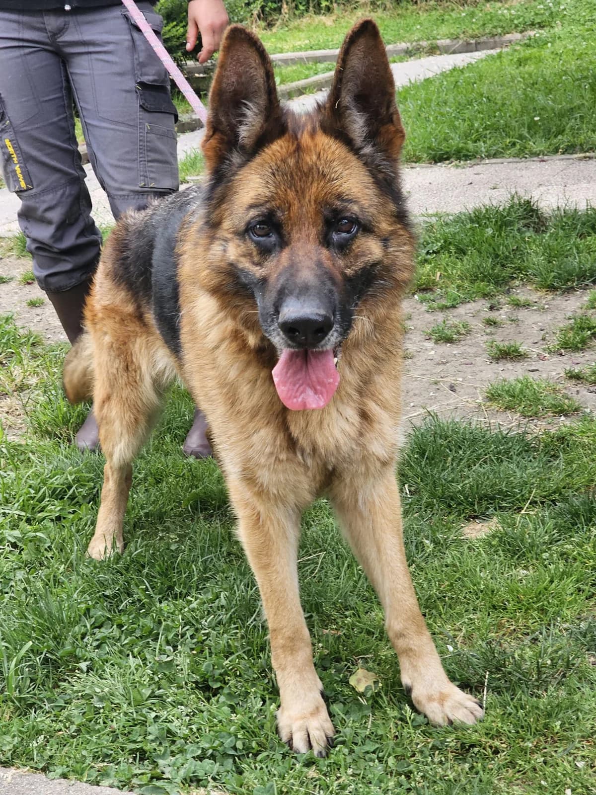 Olympe, female senior German Shepherd for adoption at SPA Saint-Étienne Loire, Saint-Étienne