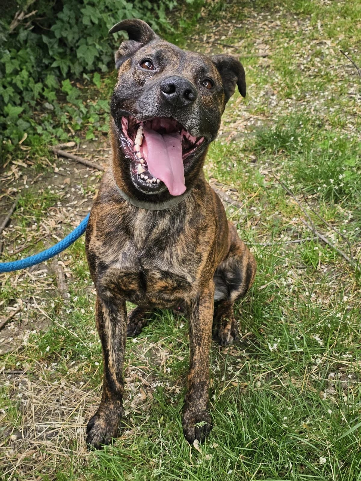 Sully, male mixed breed for adoption at SPA Saint-Étienne Loire, Saint-Étienne