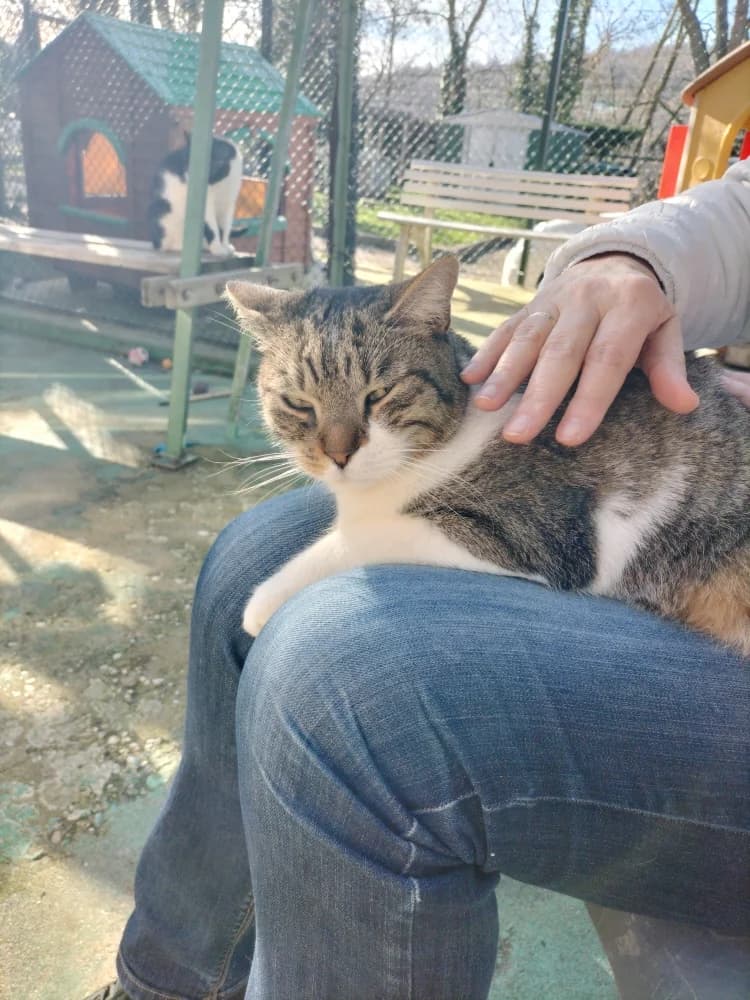 Sam, male mixed breed for adoption at SPA Saint-Étienne Loire, Saint-Étienne