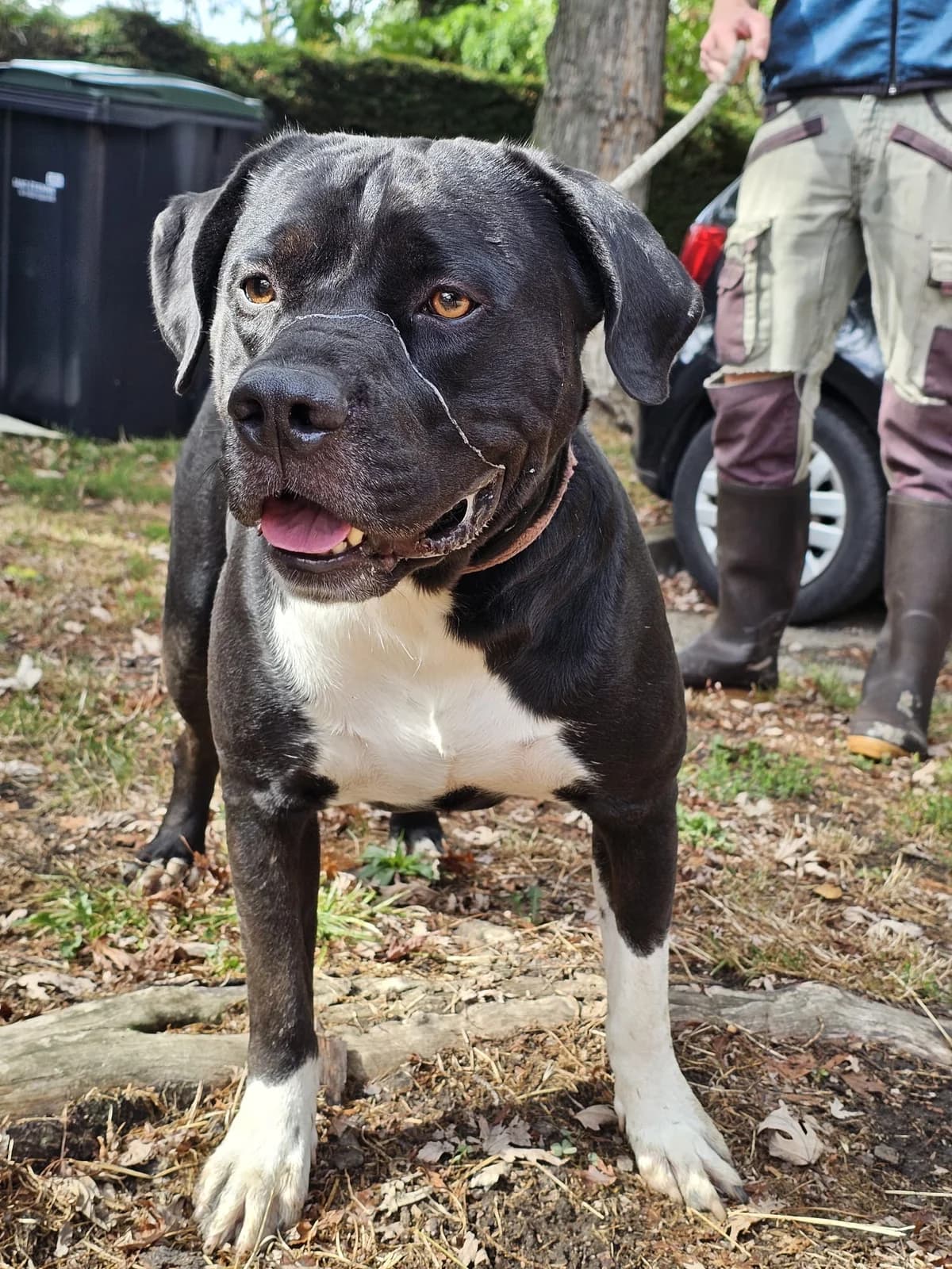Stitch, male mixed breed for adoption at SPA Saint-Étienne Loire, Saint-Étienne