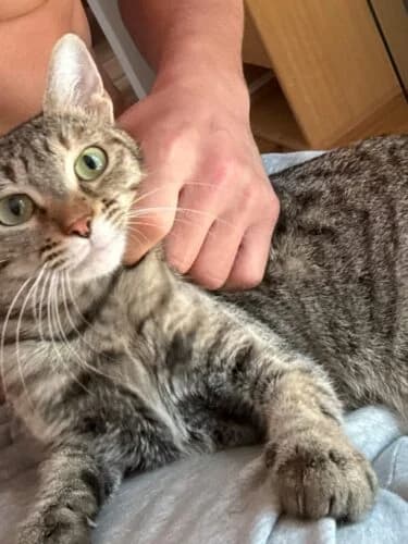 Mielle, female mixed breed for adoption at SPA Saint-Étienne Loire, Saint-Étienne