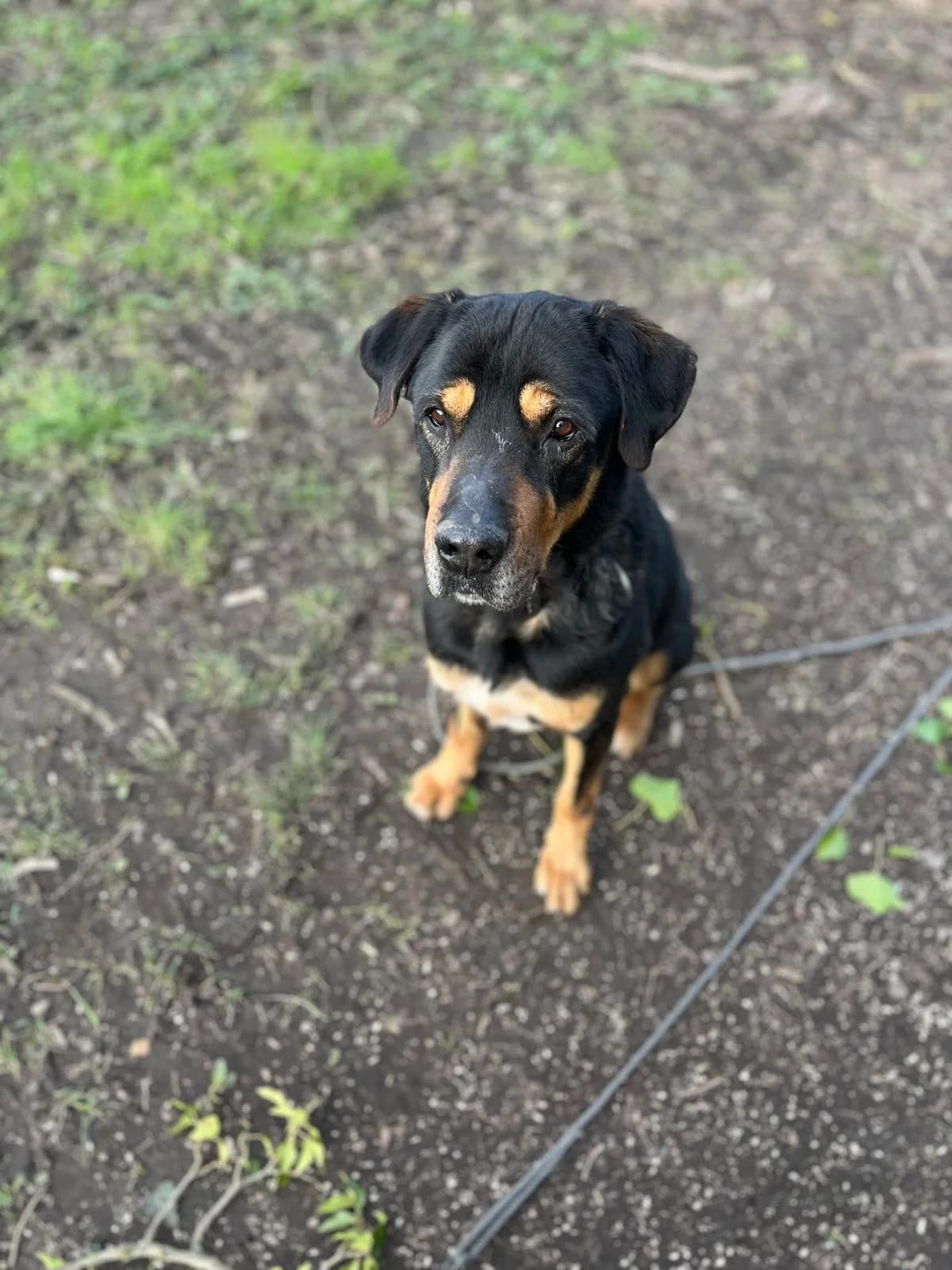 Flint, male mixed breed for adoption at SPA Saint-Étienne Loire, Saint-Étienne