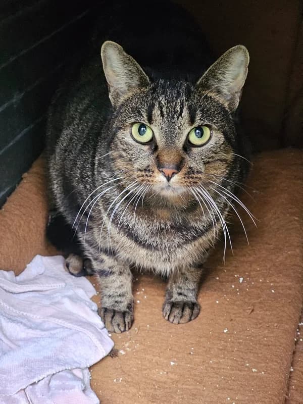 Tigrette, female mixed breed for adoption at SPA Saint-Étienne Loire, Saint-Étienne