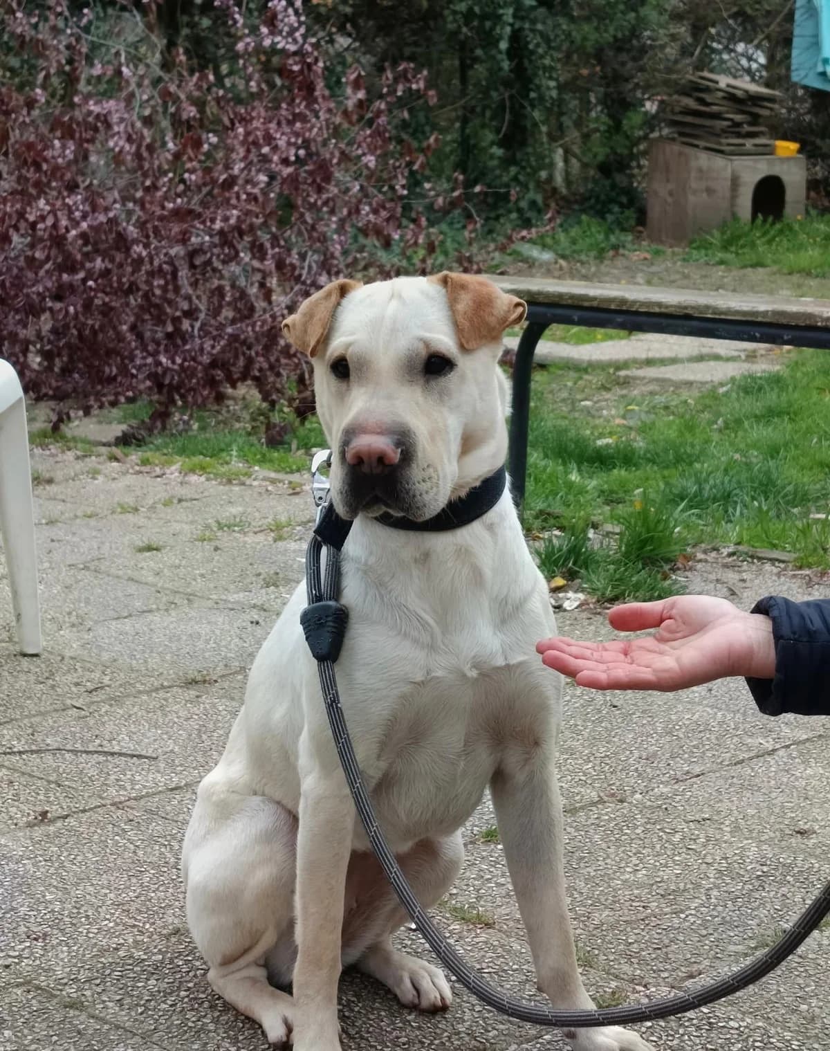 Flora, female Mixed Breed for adoption at SPA Saint-Étienne Loire, Saint-Étienne