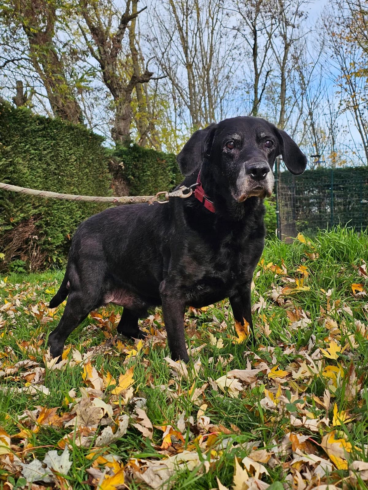 Haliday, male senior Mixed Breed for adoption at SPA Saint-Étienne Loire, Saint-Étienne