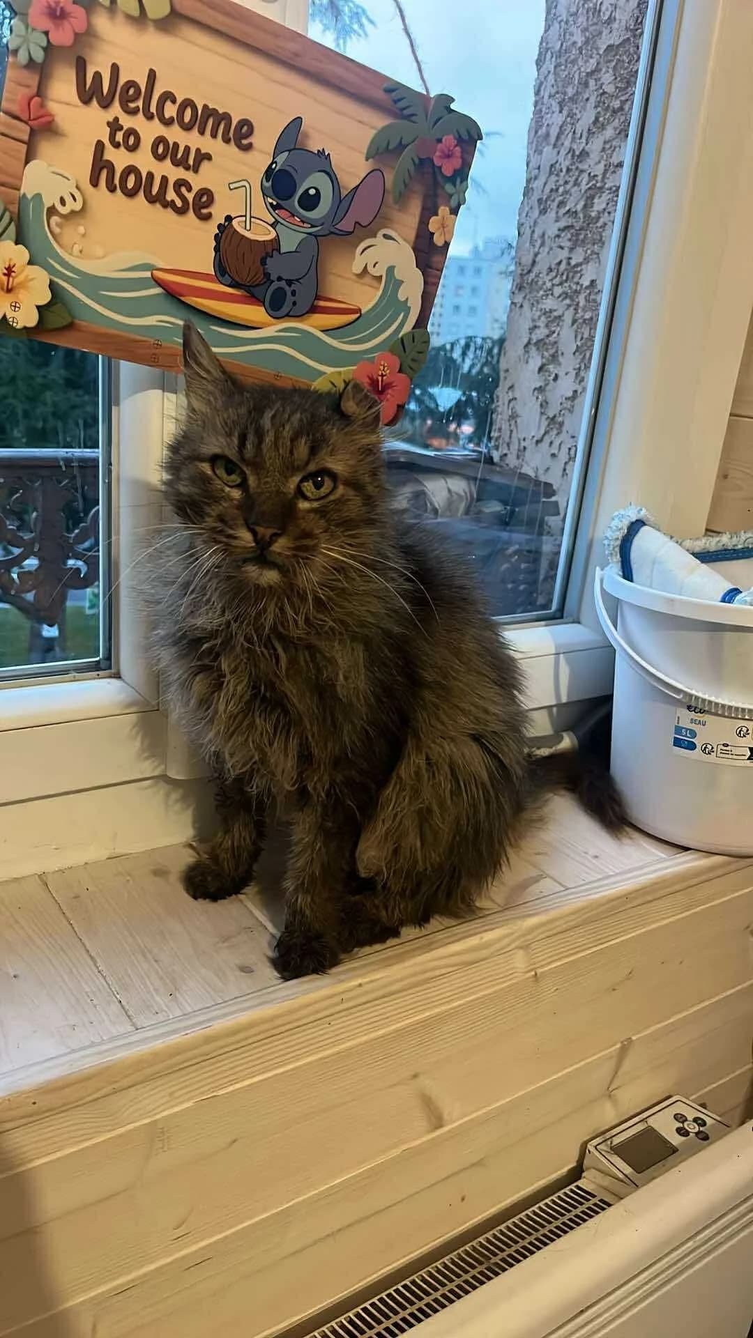 Landy, male mixed breed for adoption at SPA Saint-Étienne Loire, Saint-Étienne