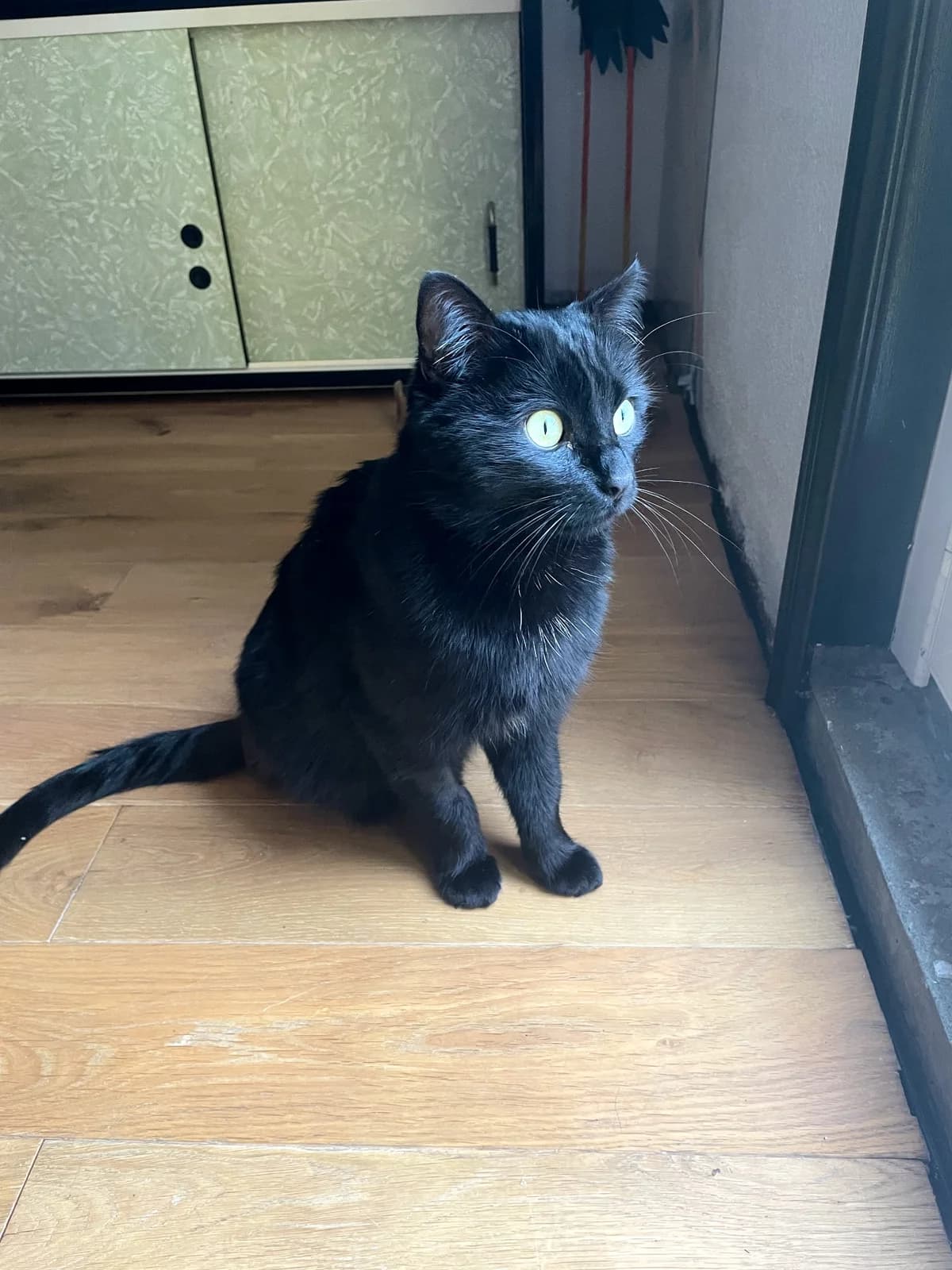 Lucifer dit Lulu, male mixed breed for adoption at SPA Saint-Étienne Loire, Saint-Étienne