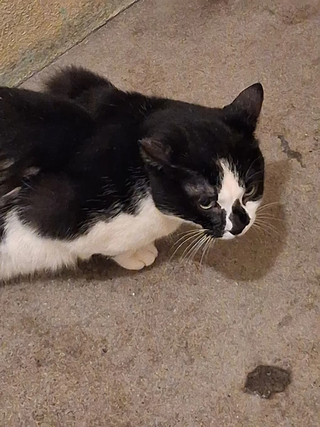 Mike, male mixed breed for adoption at SPA Saint-Étienne Loire, Saint-Étienne