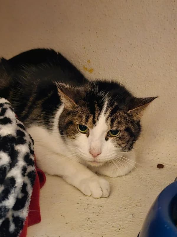 Tigrou, male mixed breed for adoption at SPA Saint-Étienne Loire, Saint-Étienne
