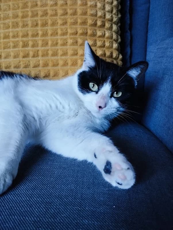 Uby, female mixed breed for adoption at SPA Saint-Étienne Loire, Saint-Étienne