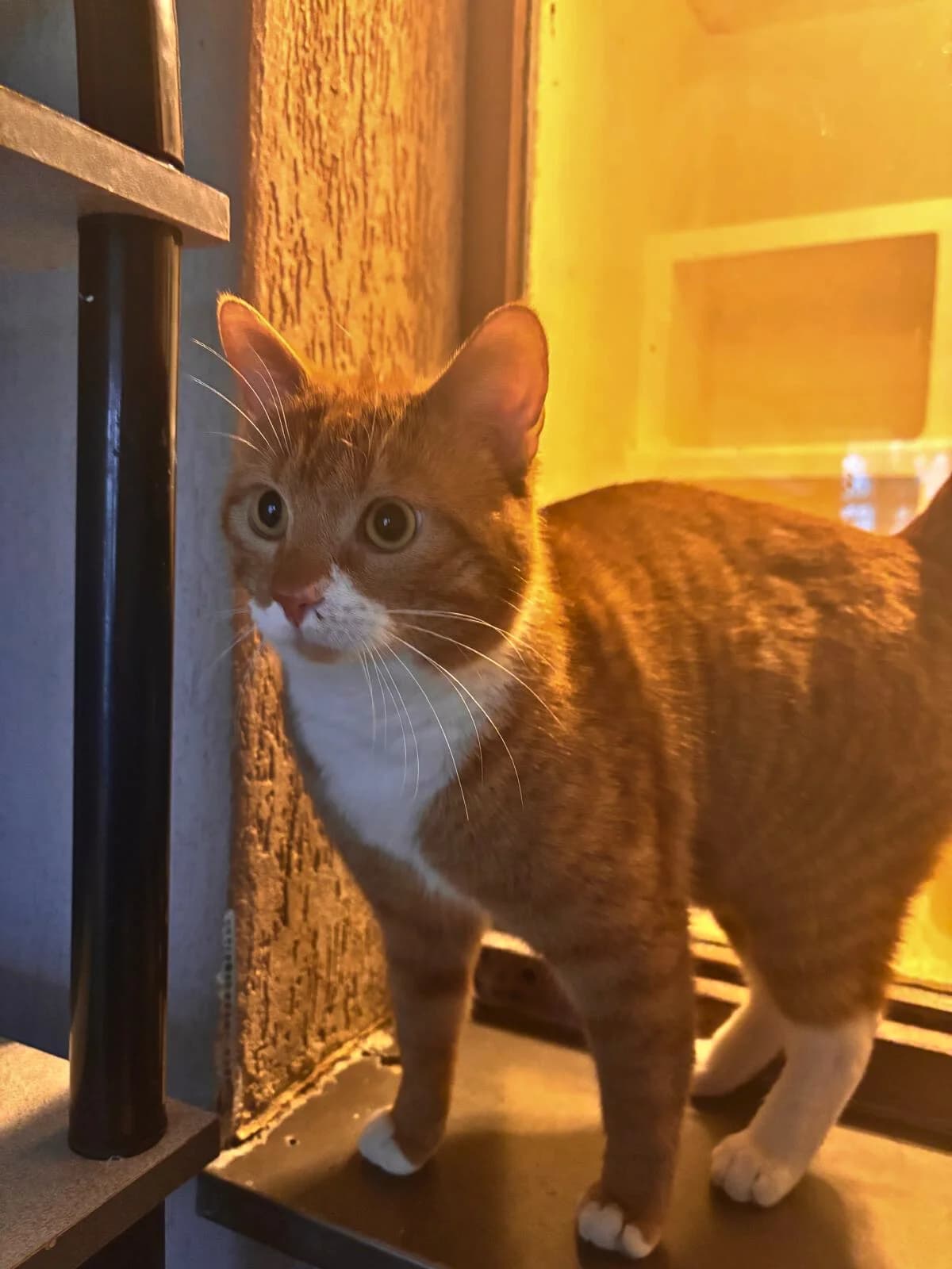 Roudoudou, male mixed breed for adoption at SPA Saint-Étienne Loire, Saint-Étienne