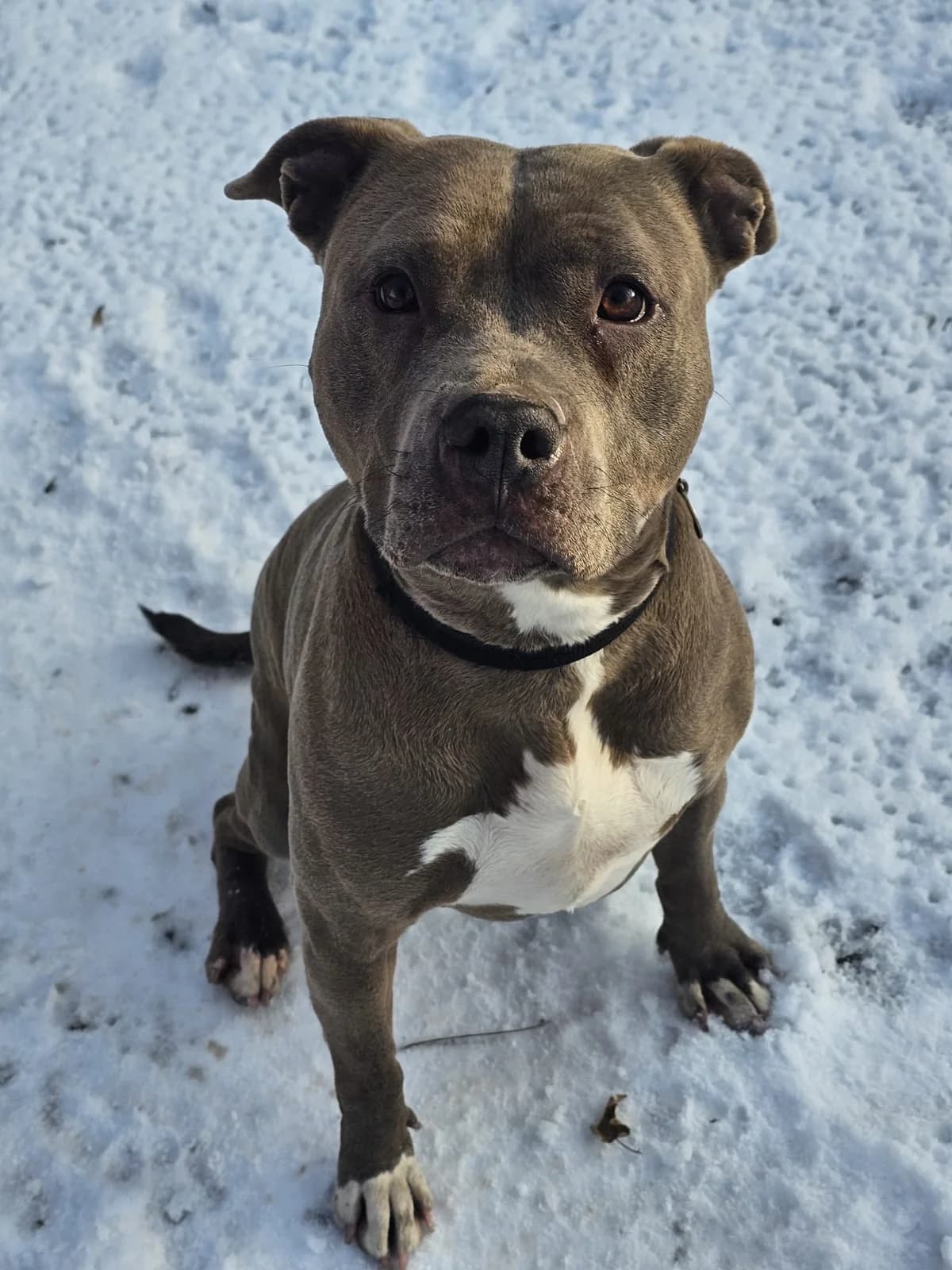 Abelle, female mixed breed for adoption at SPA Saint-Étienne Loire, Saint-Étienne