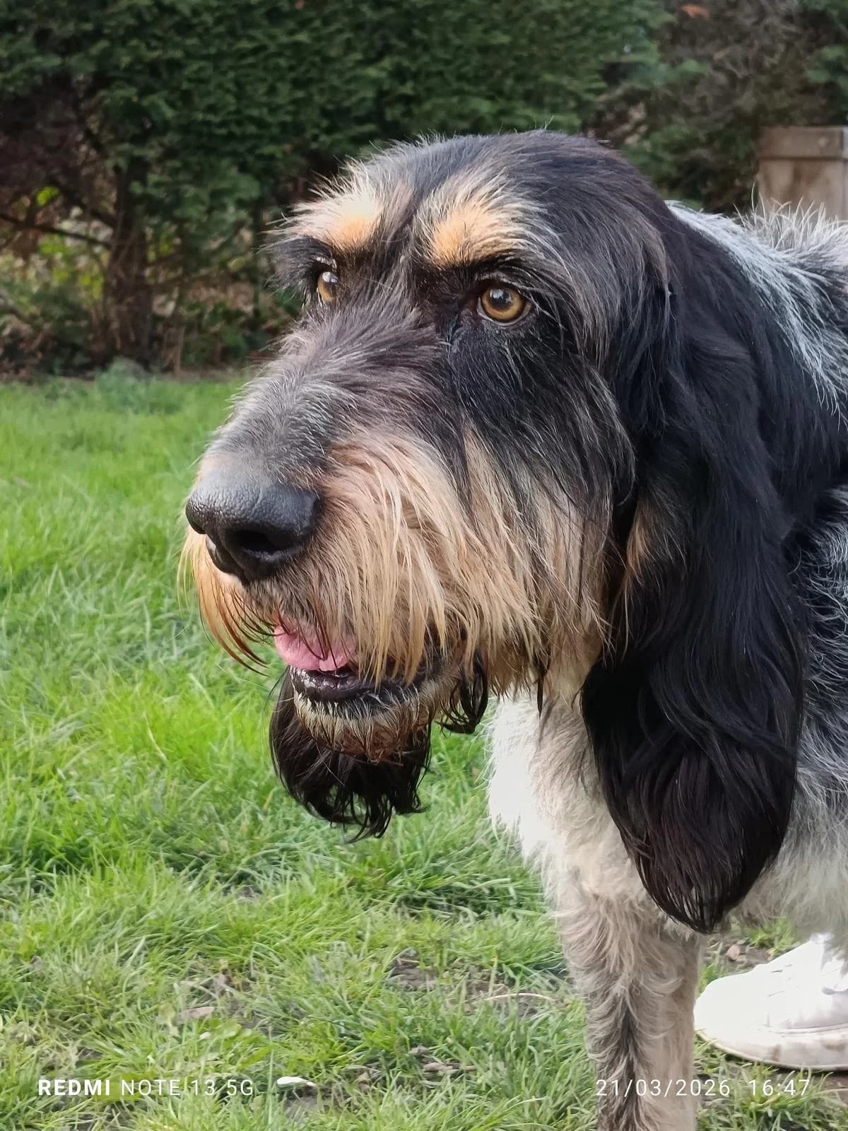 Scoot, male mixed breed for adoption at SPA Saint-Étienne Loire, Saint-Étienne