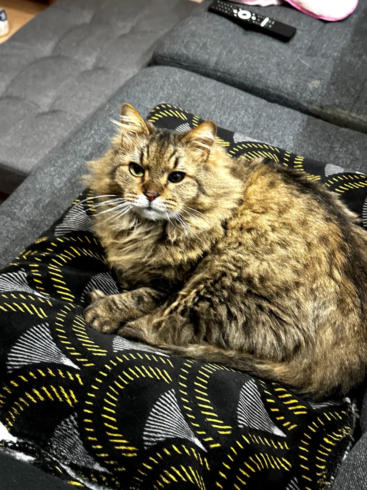 Tumo, male mixed breed for adoption at SPA Saint-Étienne Loire, Saint-Étienne