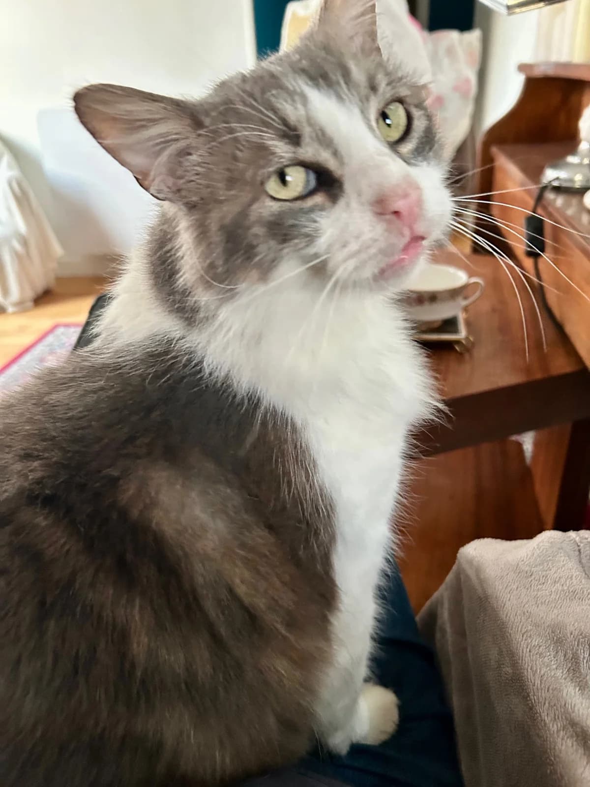 Gribouille, male mixed breed for adoption at SPA Saint-Étienne Loire, Saint-Étienne