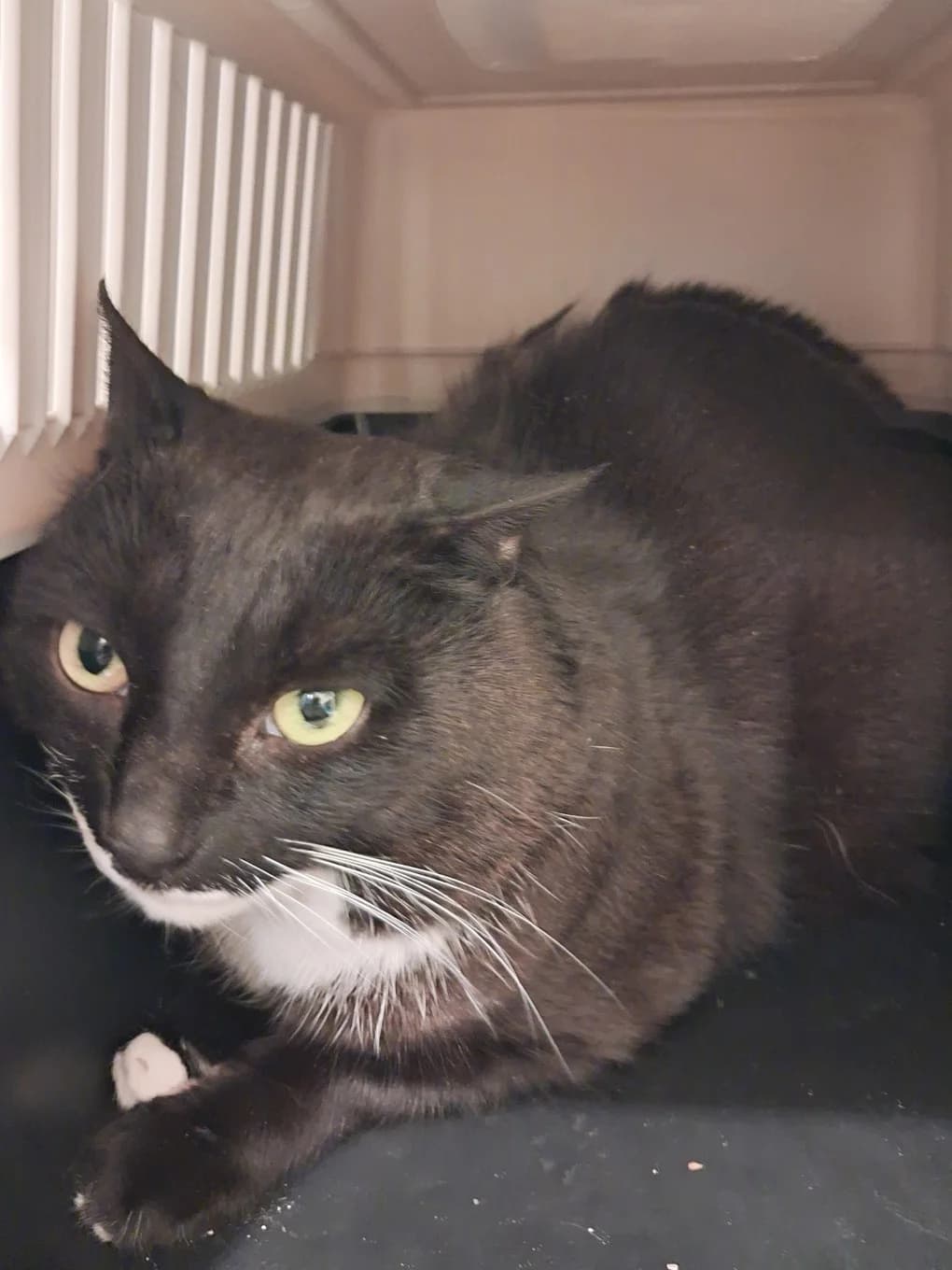 Rasta dit Maestro, male mixed breed for adoption at SPA Saint-Étienne Loire, Saint-Étienne